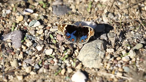 Blue Pansy (Nyphalida) of the Middle East region as well as Turkey's Southeast, South Africa, a sub-species in South East Asia and the Far Eas