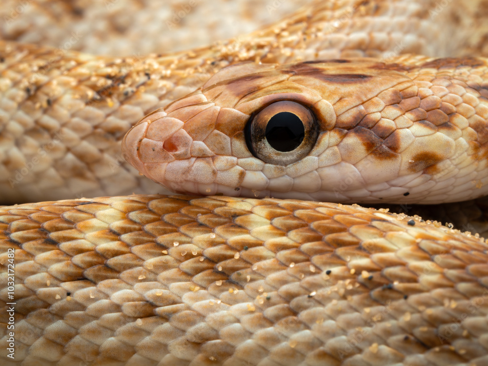 Extreme close-up of a red-spotted diadem snake showing eye, head and scale detail and coloration Extreme close-up of a red-spotted diadem snake showing eye, head and scale detail and coloration
