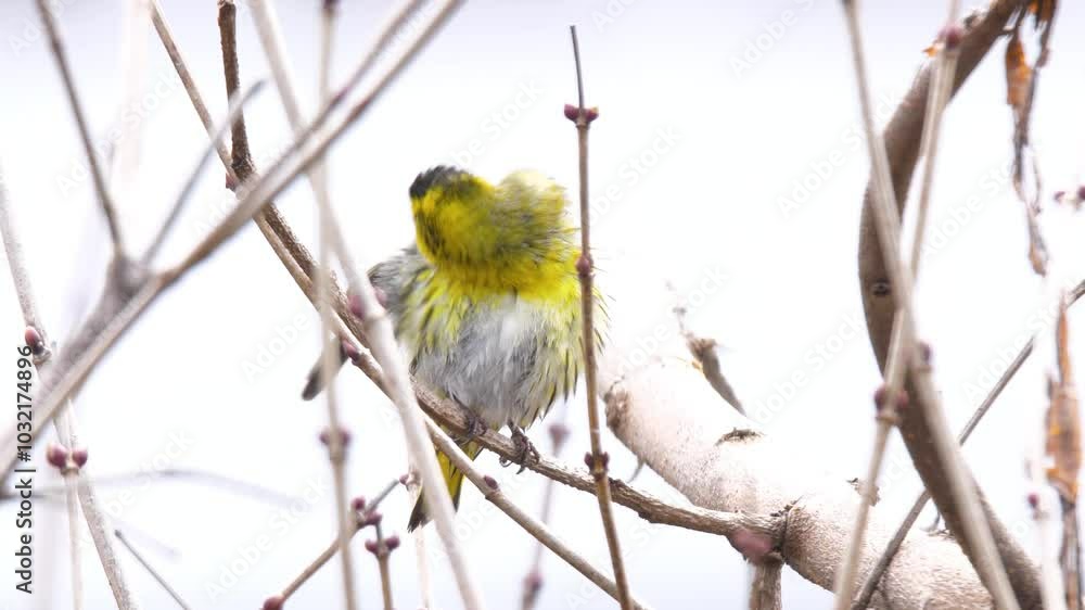 Wildlife - Birds. Eurasian siskin (Spinus spinus), open areas with bushes with low plants, steppes are their habitat. They generally feed on grass seeds and cereal grains.