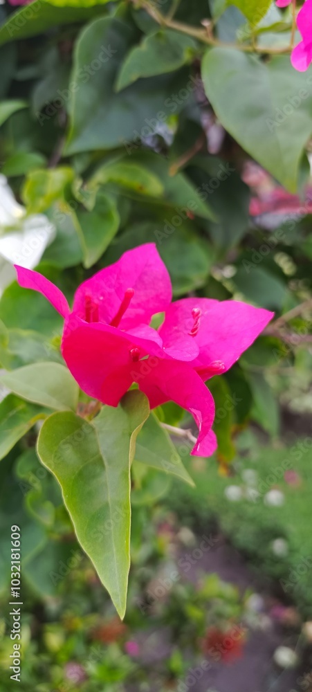 A vibrant pink bougainvillea flower is in full bloom, surrounded by lush green leaves. A vibrant pink bougainvillea flower is in full bloom, surrounded by lush green leaves.