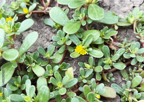 blooming Purslane (Portulaca oleracea) growing in the ground photo