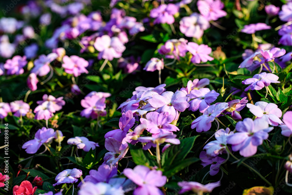 Carpet of Purple Impatiens Flowers in Sunlight Carpet of Purple Impatiens Flowers in Sunlight