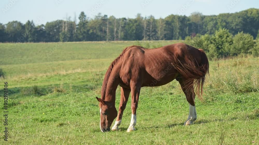 Brown horse grazing in a meadow on a pasture in the rural countryside, rolling hills and forest in background
Brown horse grazing in a meadow on a pasture in the rural countryside, rolling hills and forest in background