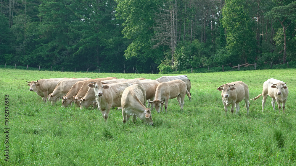 Fototapeta premium Vaches blanc bleu mixte dans un pré
