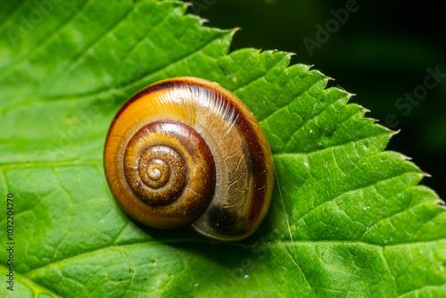 Oxychilus alliarius , commonly known as the garlic snail or garlic glass-snail