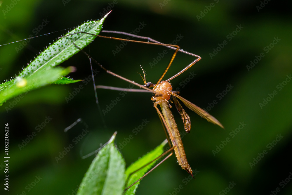 The insect, the Limonia stork fly in the family Limoniidae, has a very small body with orange coloration and long stilt legs and large black eyeballs The insect, the Limonia stork fly in the family Limoniidae, has a very small body with orange coloration and long stilt legs and large black eyeballs