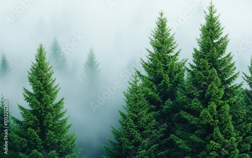 A serene forest scene featuring lush evergreen trees surrounded by mist, creating a tranquil and enchanting atmosphere.