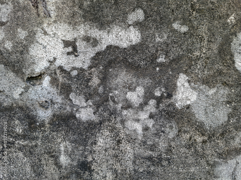 Fototapeta premium the texture of the cement wall is dirty and moldy gray