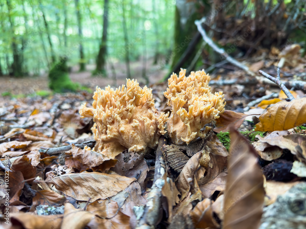 mushrooms in the forest mushrooms in the forest