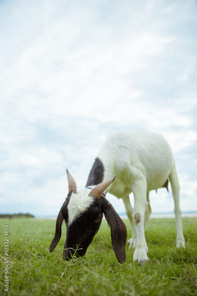 Goat Grazing in a Verdant Pasture Goat Grazing in a Verdant Pasture