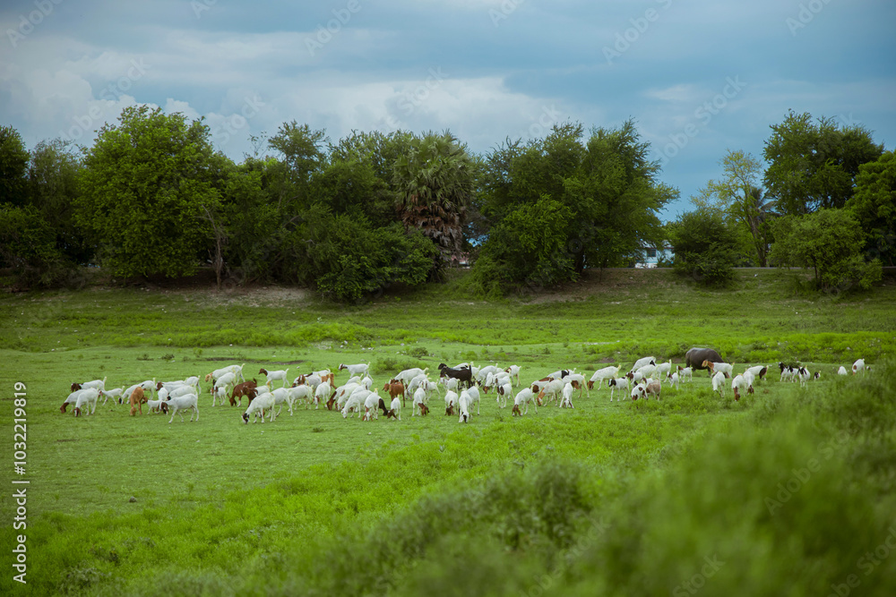 Fototapeta premium Grazing Goats in a Lush Meadow: A serene and picturesque scene of a herd of goats peacefully grazing on a vibrant green meadow, framed by a backdrop of lush trees and a cloudy sky. 