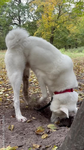 White Laika dog digging hole in forest park