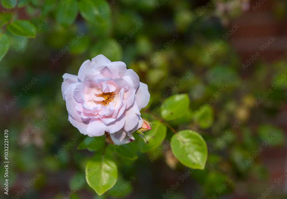 Flower, tree and pink rose in garden for blooming season, blossom and growth in spring. Closeup, nature and sustainable gardening with floral petals, leaves and ecology in eco friendly environment Flower, tree and pink rose in garden for blooming season, blossom and growth in spring. Closeup, nature and sustainable gardening with floral petals, leaves and ecology in eco friendly environment