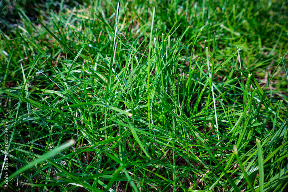 Close-Up of Fresh Green Grass Blades in Sunlight Close-Up of Fresh Green Grass Blades in Sunlight