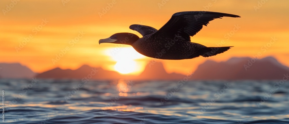 Silhouette of a Cormorant Flying at Sunset Over a Sea with Mountains in the Background Silhouette of a Cormorant Flying at Sunset Over a Sea with Mountains in the Background