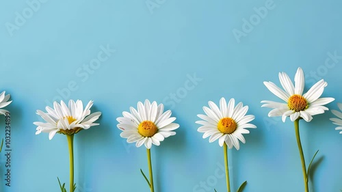 row of daisies on blue background, floral arrangement. nature and serenity concept. photo