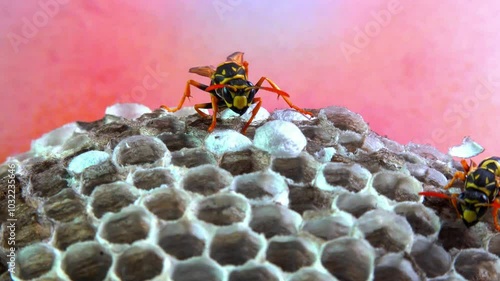 Paper wasp Polistes gallicus - Wasp nest with larvae and pupae in paper honeycomb