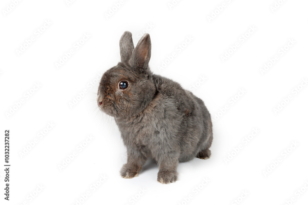 Obraz premium Rabbit grey isolated on white 