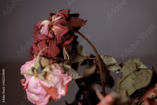 Photography Dried flowers in a glass vase