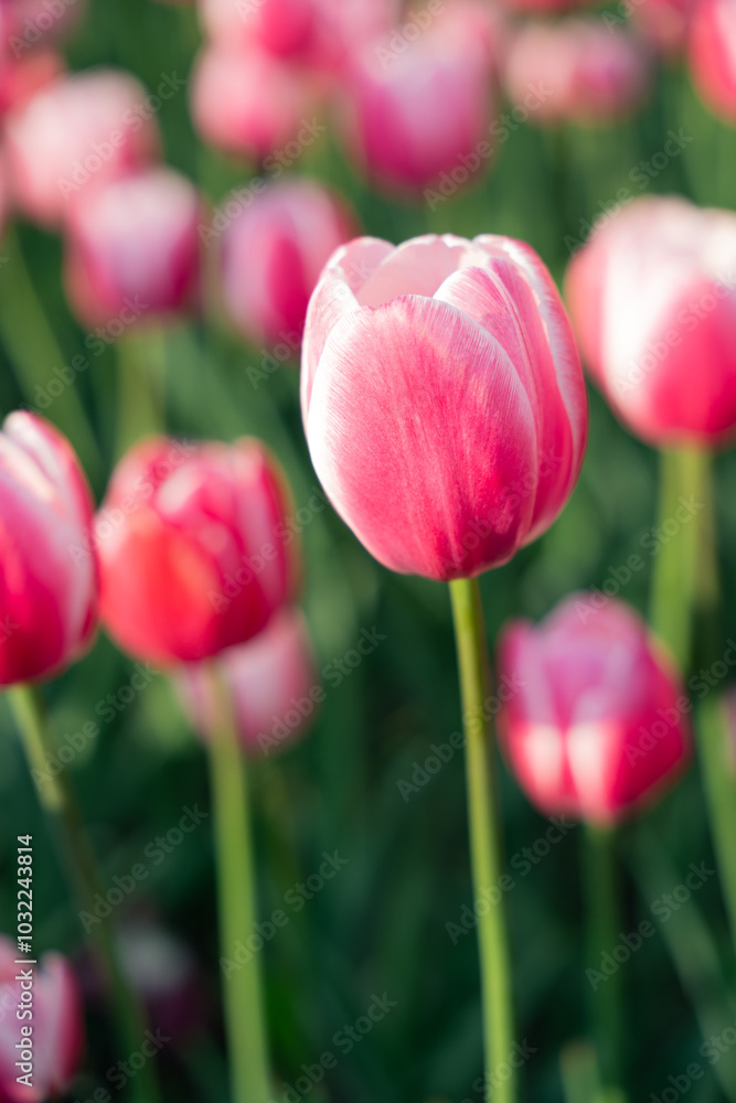 pink tulips in the garden pink tulips in the garden