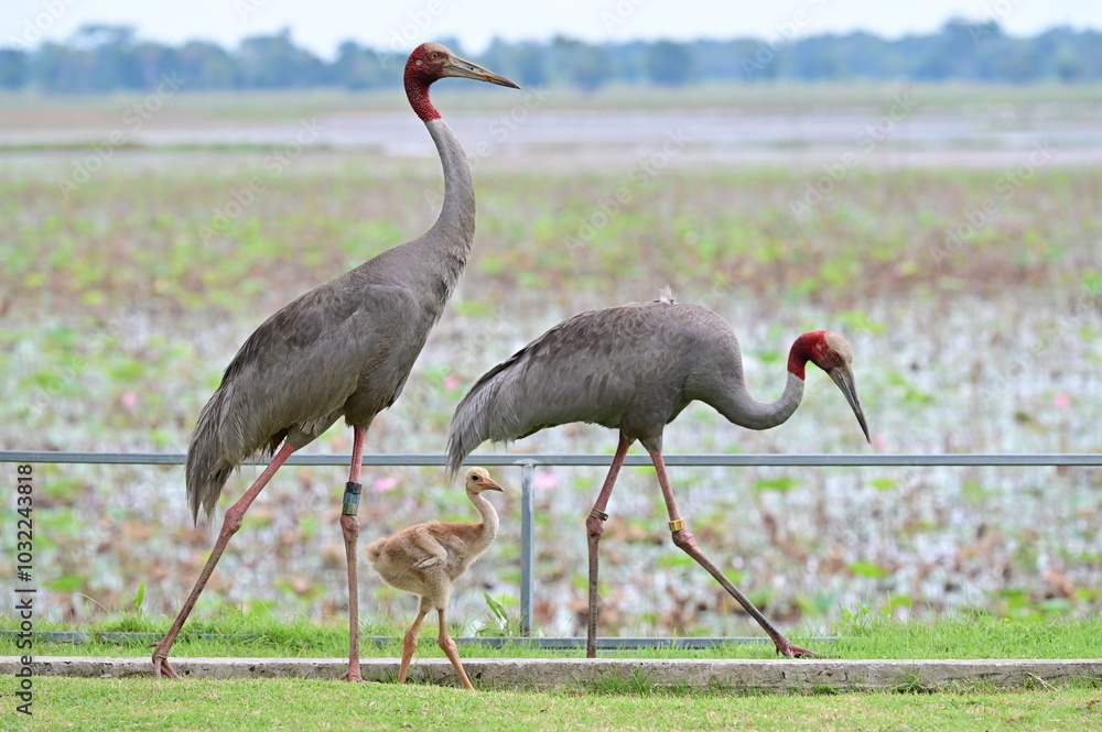 Obraz premium grey crowned crane