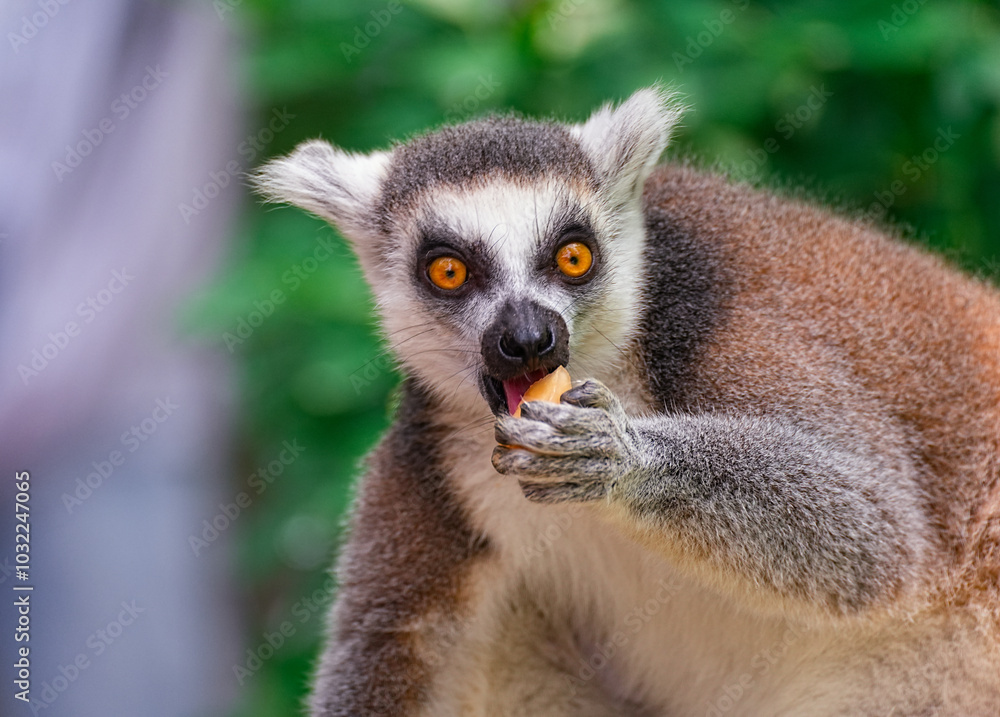 Ring-tailed lemur eating Ring-tailed lemur eating