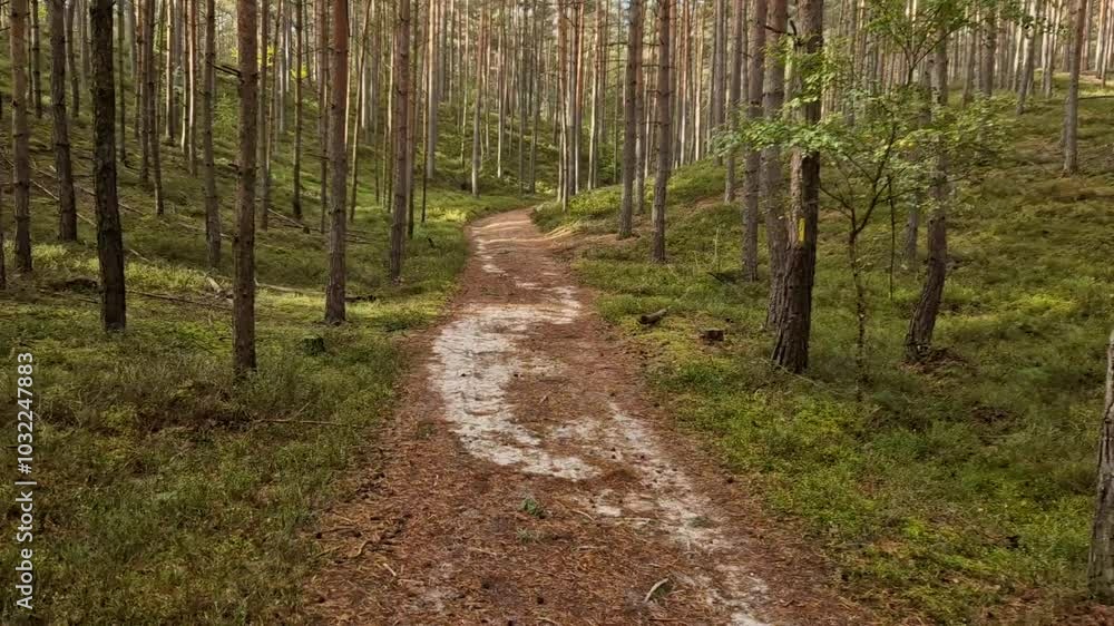 staircase in the forest with stone hewn and ground material directly in a rocky ravine. sandy roads through the boreal forest staircase in the forest with stone hewn and ground material directly in a rocky ravine. sandy roads through the boreal forest