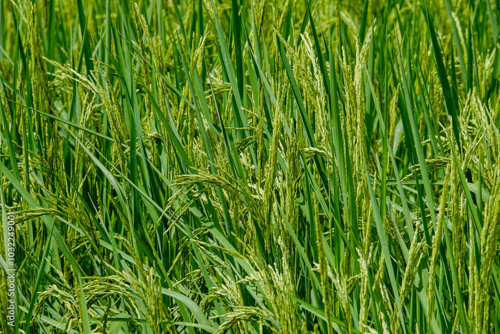Rice is about to be harvested in Thailand.
Rice is about to be harvested in Thailand.