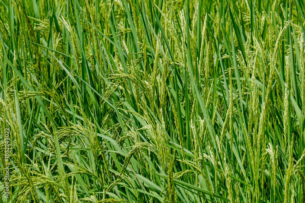 Rice is about to be harvested in Thailand.
Rice is about to be harvested in Thailand.