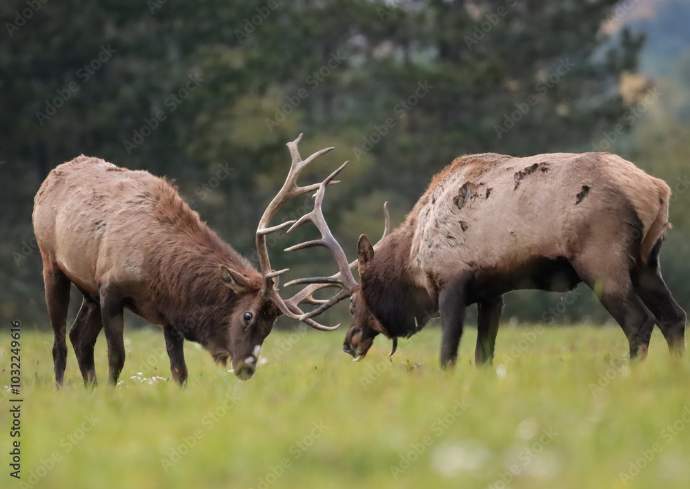 Magnificent Elk Bulls Battling Locking Horns Antlers Collide Rut Fight Magnificent Elk Bulls Battling Locking Horns Antlers Collide Rut Fight