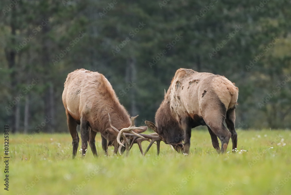 Magnificent Elk Bulls Battling Locking Horns Antlers Collide Rut Fight Magnificent Elk Bulls Battling Locking Horns Antlers Collide Rut Fight