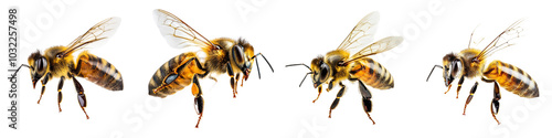 PNG image of honey bee walking isolated on white background