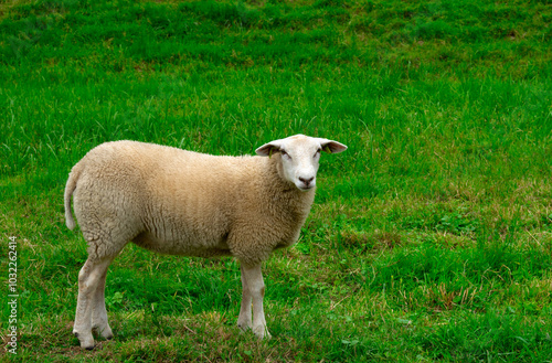 Sheep grazing on a farm