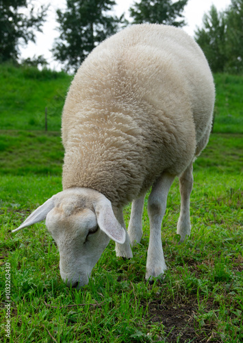 Sheep on green grass