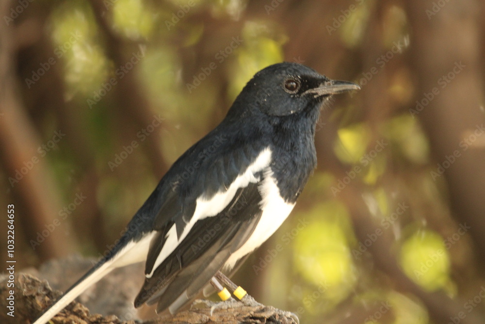Fototapeta premium blackbird on a branch