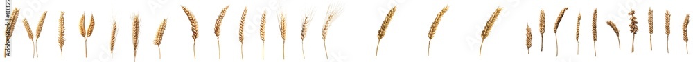 Golden wheat stalks isolated on white Golden wheat stalks isolated on white