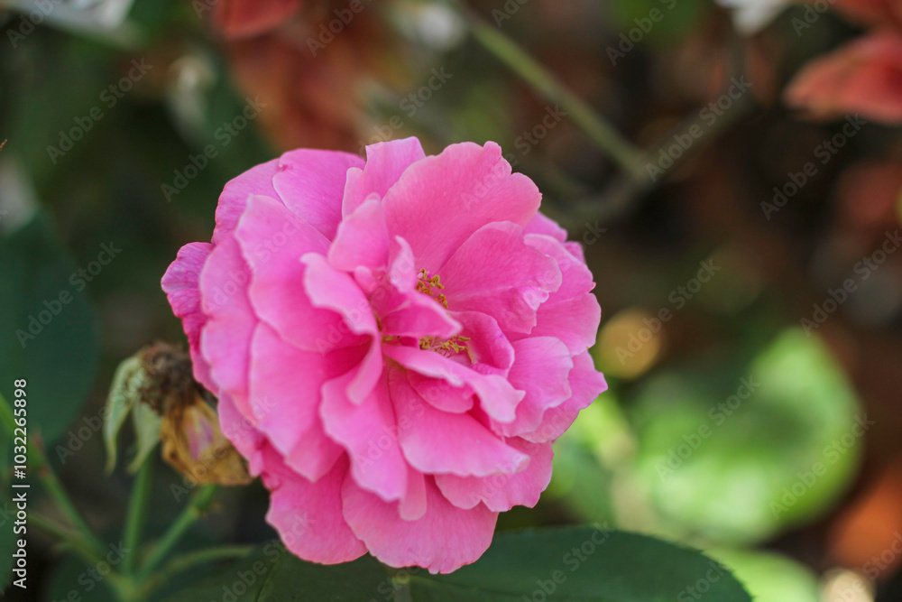 Blossom pink rose in garden. Selective focus, close up. Blossom pink rose in garden. Selective focus, close up.