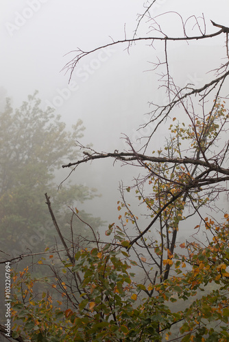 fog and leaves on an autumn morning