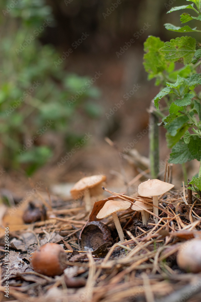 autumn mushrooms in the forest autumn mushrooms in the forest