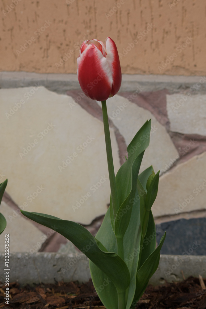 tulipano