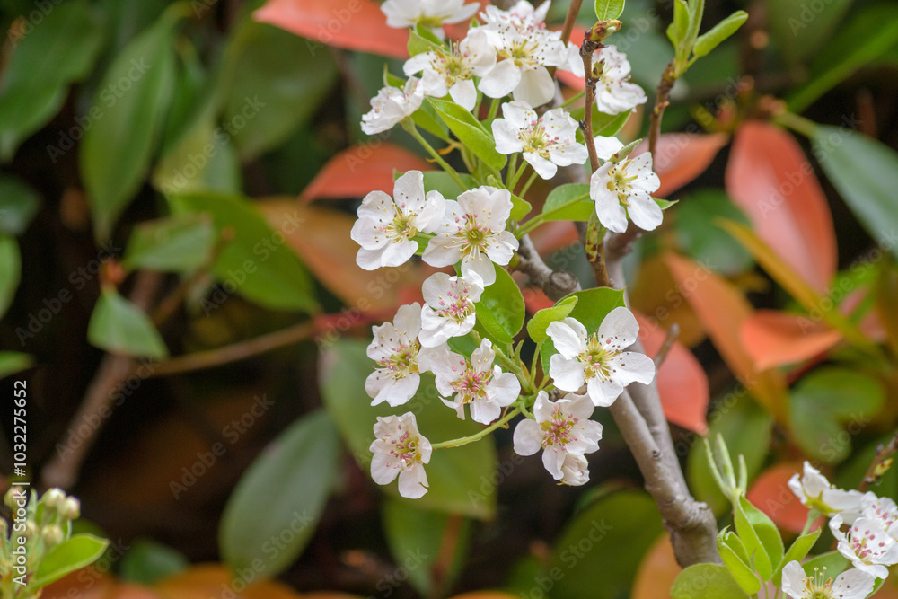 fiori bianchi