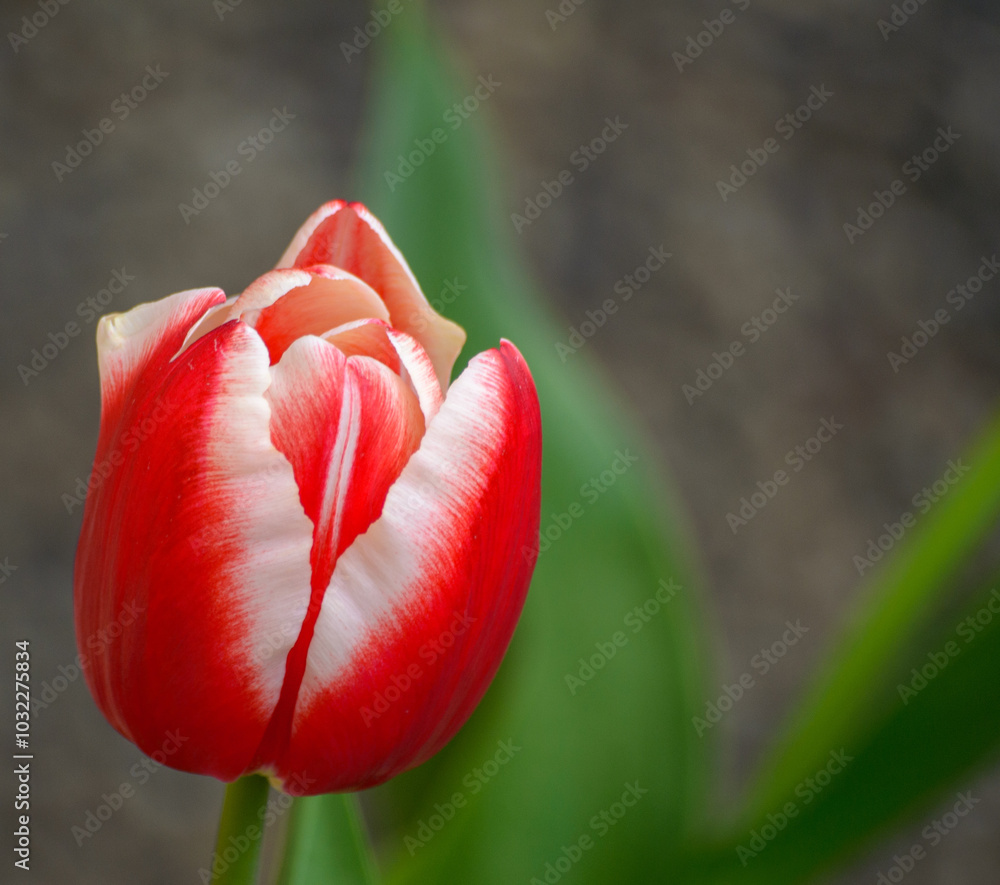 tulipano rosso e bianco