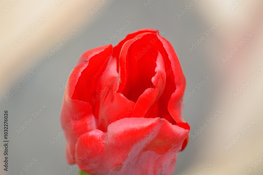 tulipano