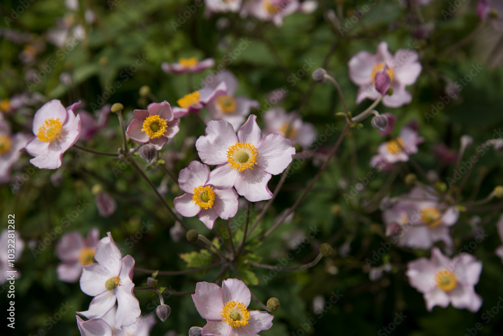 Anemone pink flowers in the garden