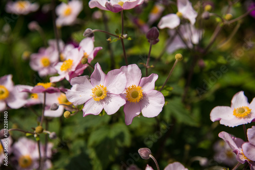 Anemone pink flowers in the garden photo