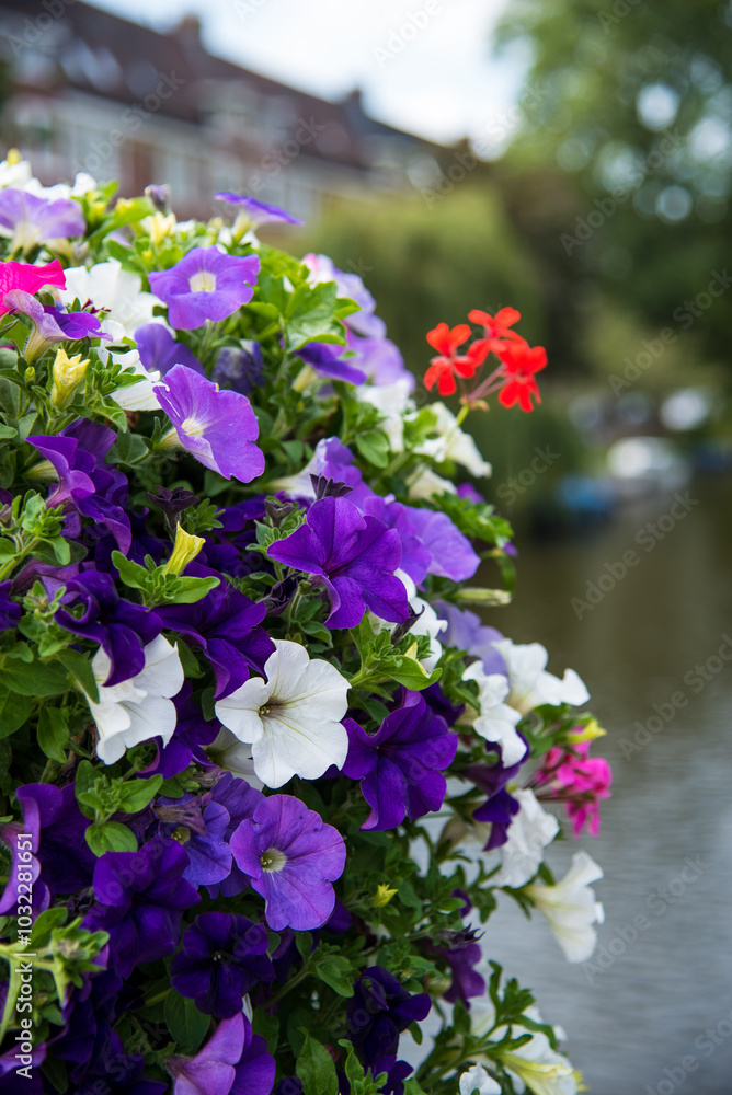 flowers in the garden