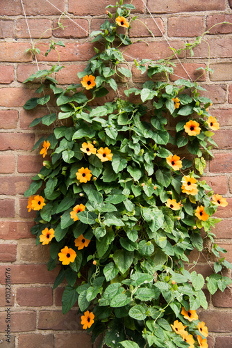 Climbing vines with orange flowers on the brick wall