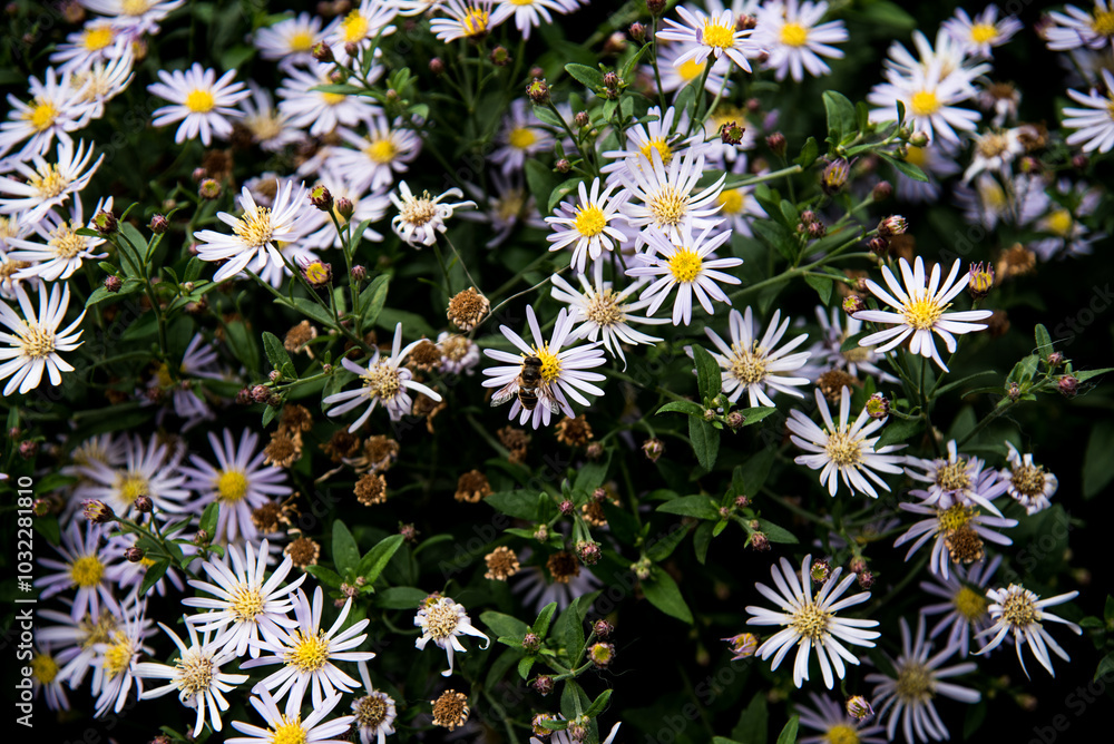 bee sitting on the daisy flower bee sitting on the daisy flower