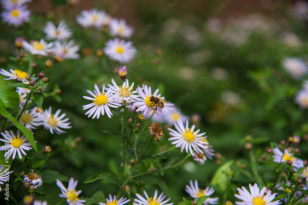 Fototapeta premium bee sitting on the daisy flower 