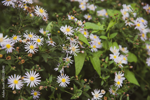 daisies in a field